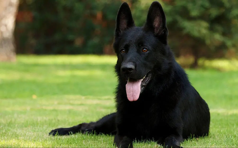 HD image of a magnificent black German shepherd dog, the most attractive dog breed