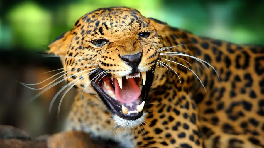 Photo of a cheetah for a profile
