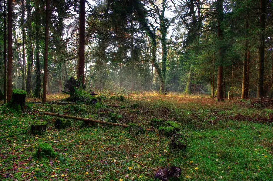 Realistic green forest landscape in high quality for telegram profile