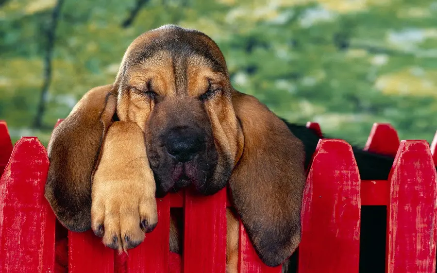 Download Sleeping Dog Stock Photo and Image