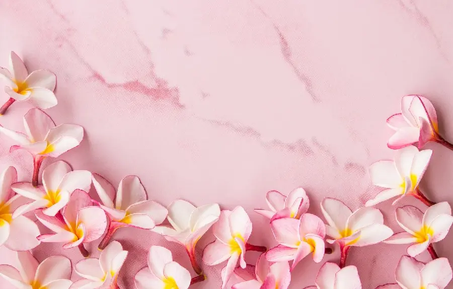 Spectacular girly background Plumeria flower with pink theme Hd