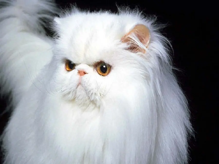 Photo of a White Persian Cat with Magnificent Brown Eyes