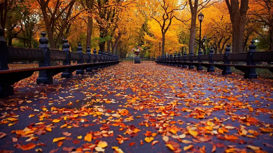Download Autumn HD background image