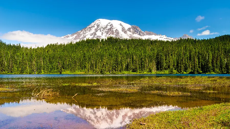 Profile photo of a mass of pine trees between the nature of the mountain and the beautiful river
