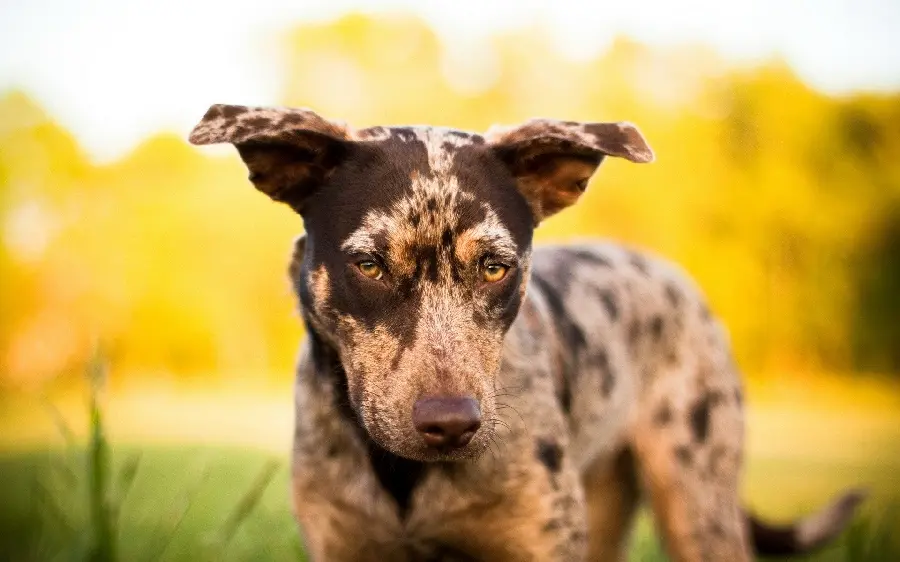 Stock Photo and Quality of Small Colorful Dog