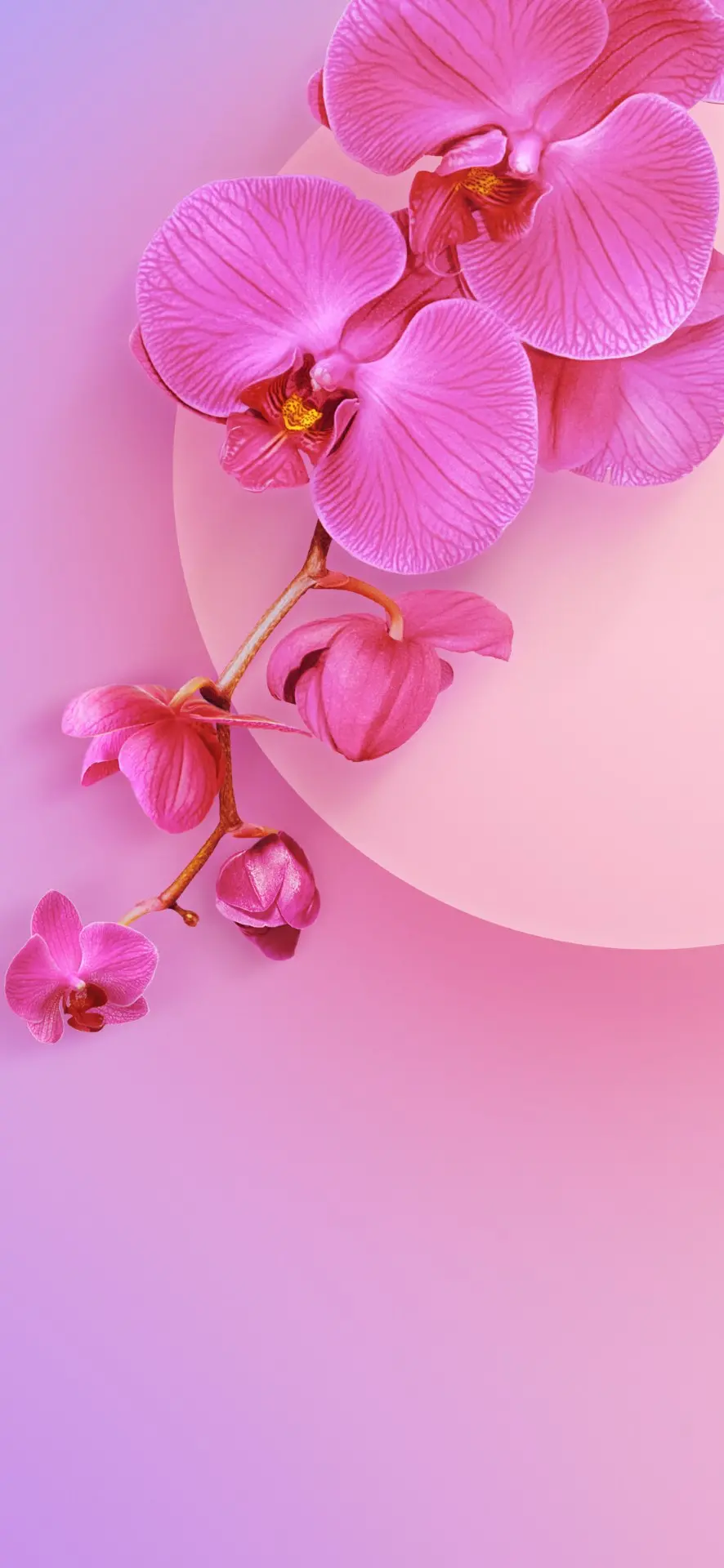 Attractive pink fantasy background Girls with beautiful flower designs for mobile phones