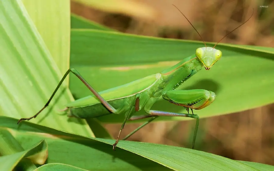 Full HD quality green praying mantis insect stock photo 