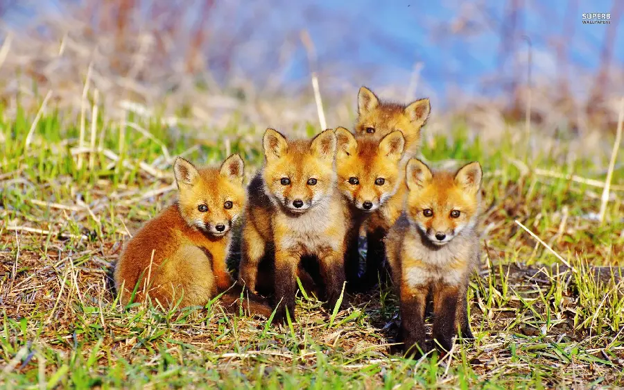Group of cute little fox cubs together 2023