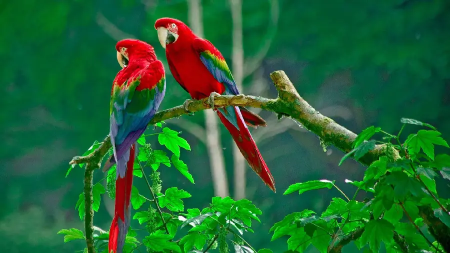 Lovely Macaw Parrots Wallpaper for iPhone