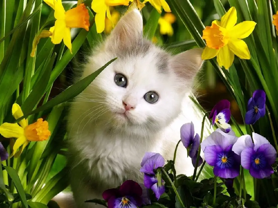Photo of little cat among violets and daffodils in hd quality
