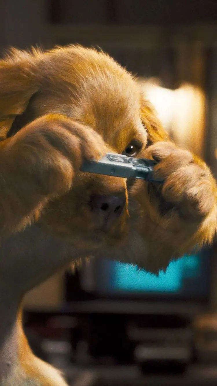 Smart Dog Profile Picture Looking Carefully at an Object
