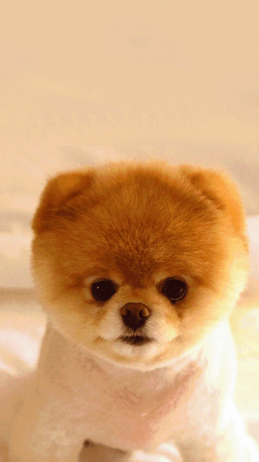 New photo of a cute puppy resembling a bear in high quality