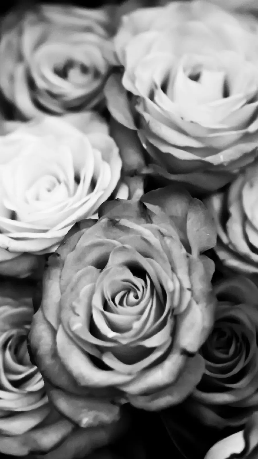 The best black and white mobile wallpaper with a rose pattern 1402