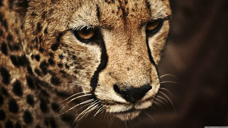 Wild Cheetah Photo for Profile