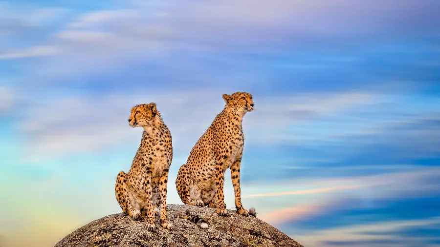 Picture of wild cheetahs on top of the mountain with blue sky
