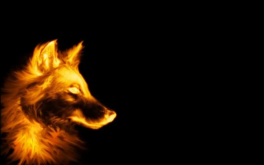 Full HD Wallpaper of Golden Wolf Dog with Black Background