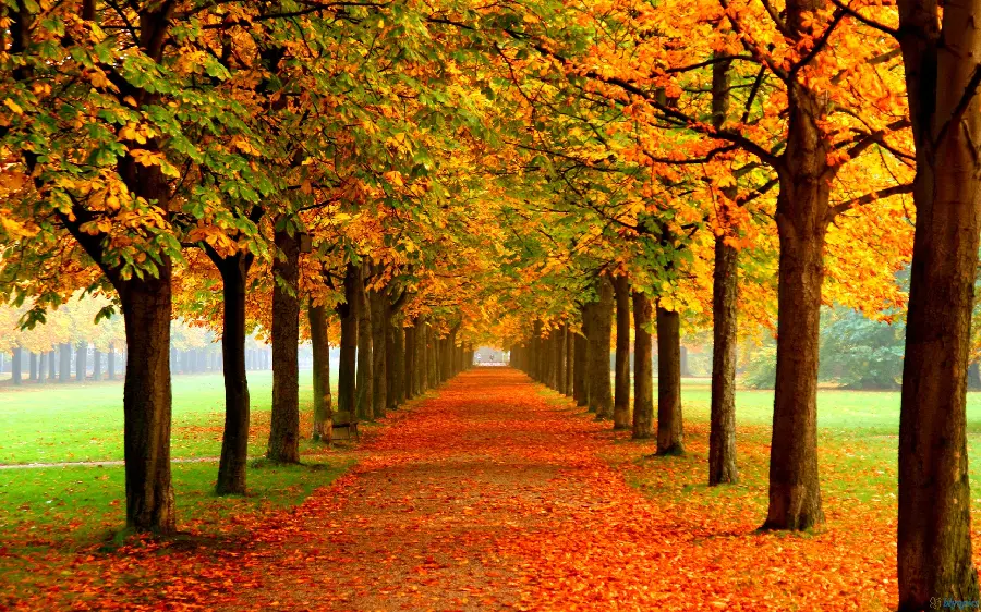 Autumn wallpaper