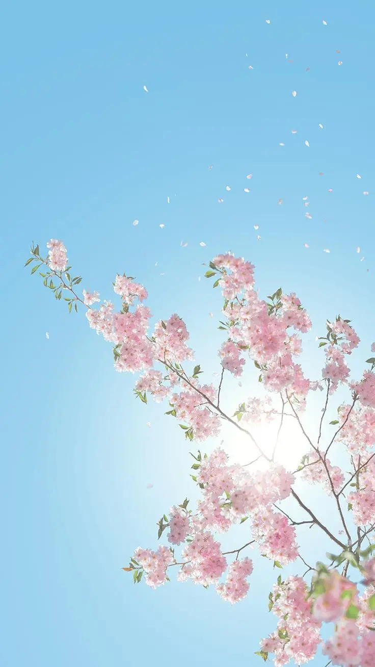 Beautiful Spring Blossom Wallpaper