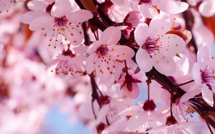 Spring blossom HD wallpaper