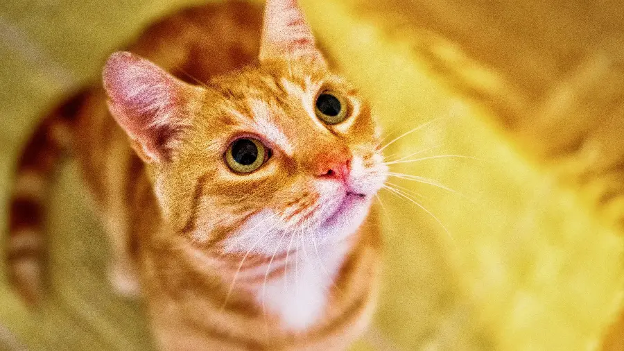 Beautiful and oppressed orange cat for WhatsApp profile 2023