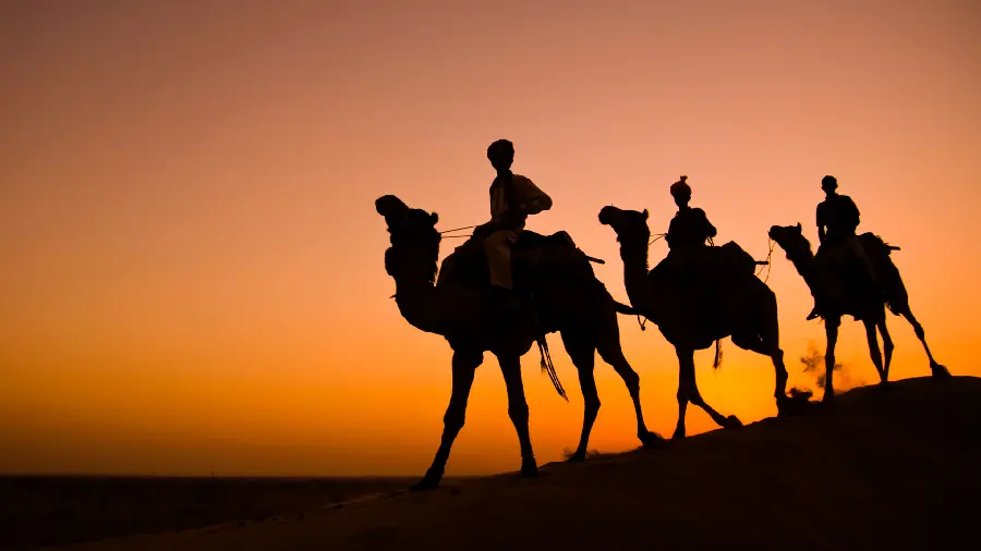 Camel wallpaper in the desert with 4k quality
