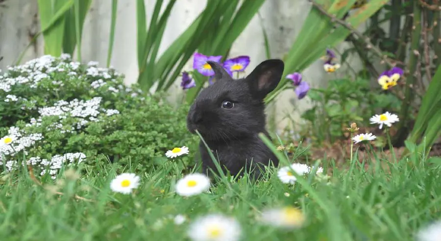 Interesting photo of black rabbit in lovely spring nature
