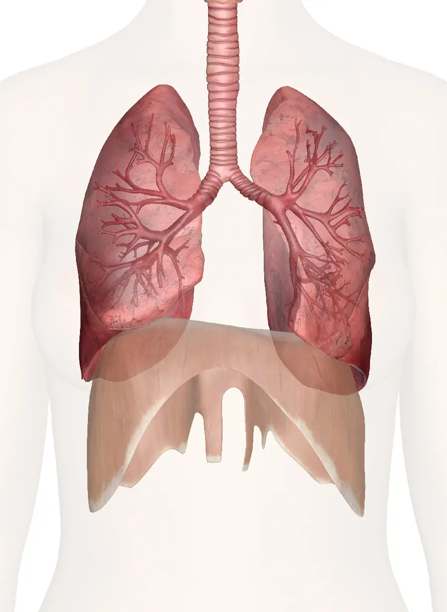 Download photo of human respiratory system