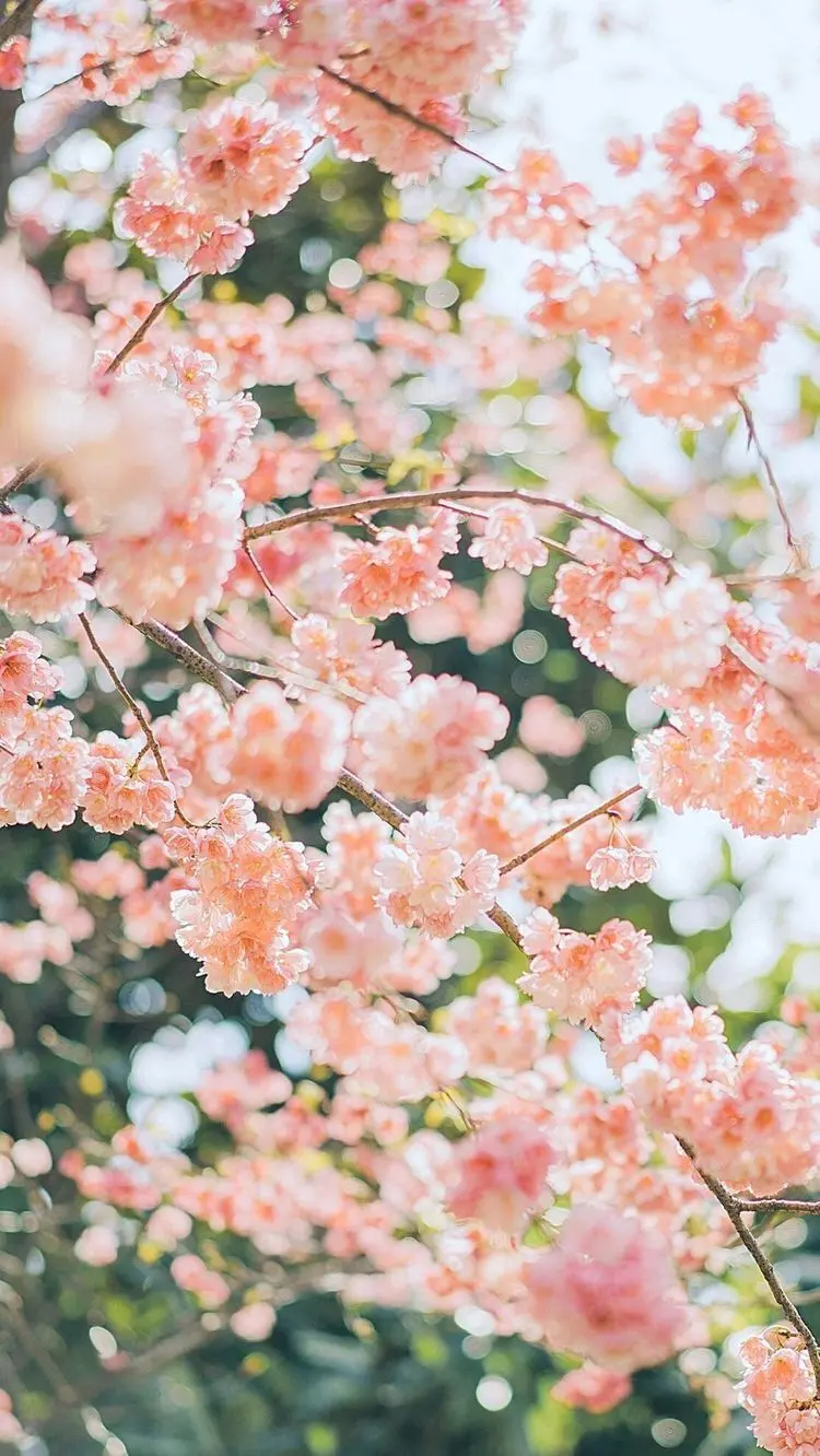 Spring Blossom Profile Photo