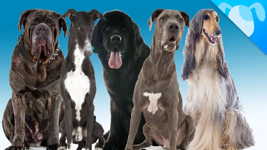 Pictures of all kinds of big, huge dogs around the world