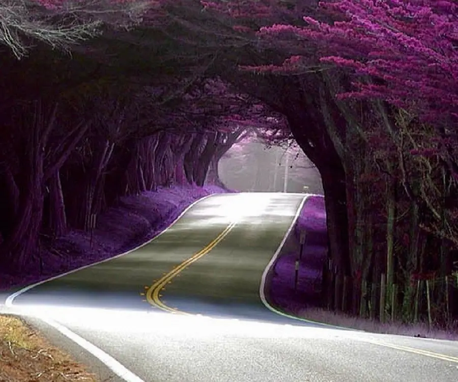 Romantic and amazing view of the purple flower tunnel in HD quality