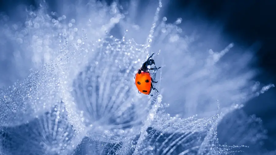 Very beautiful photo of a red ladybug with black spots