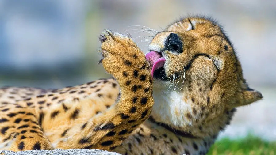  Download high quality cheetah playing photo