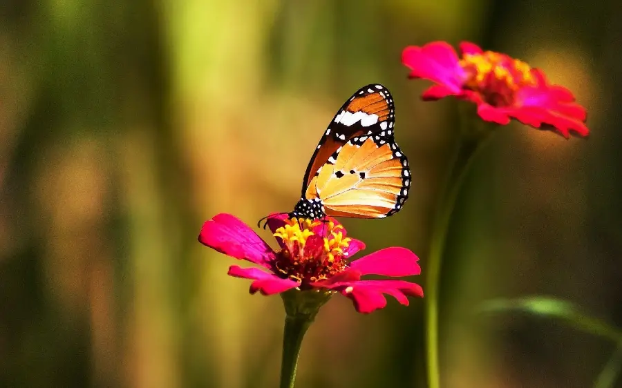 Butterfly Photo for Happy Profile