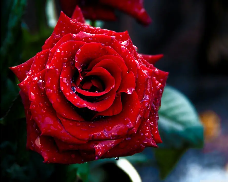 The most beautiful picture of a red rose branch with delicate petals