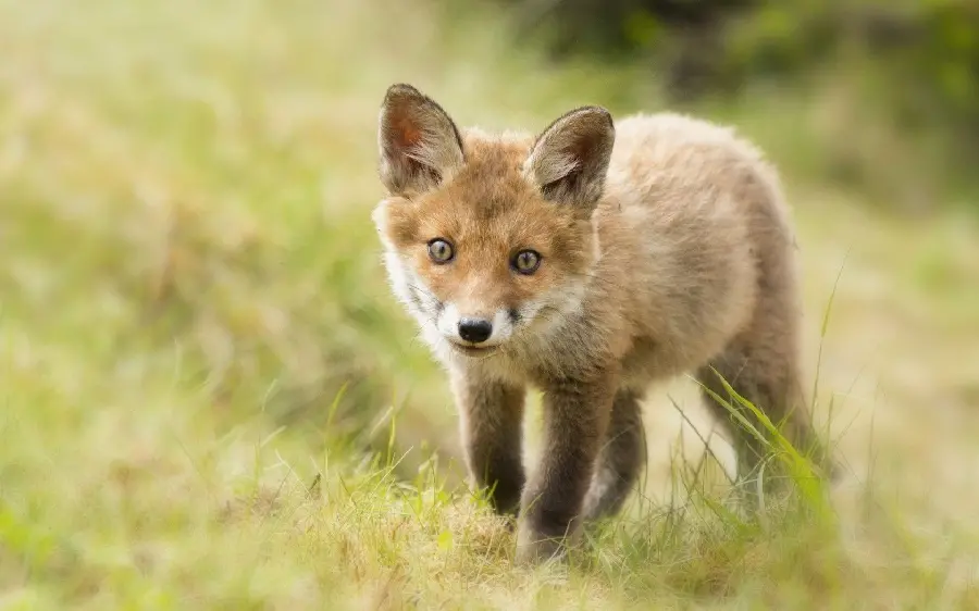 Cute smart fox cub or Vulpes macrotis photo