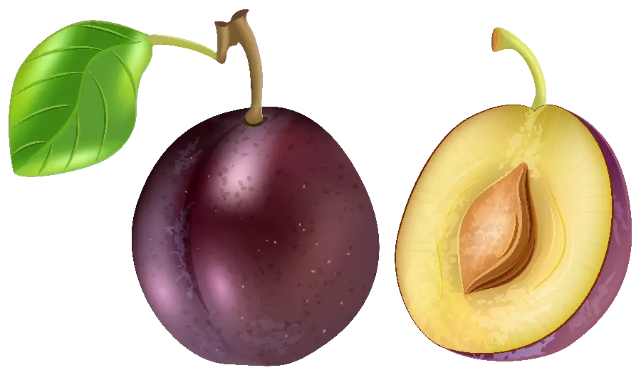 The best downloaded image of plum fruit for editing
