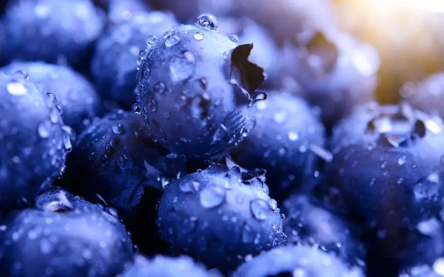 Beautiful photo of blueberry fruit