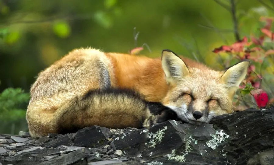 Beautiful fox sleeping in spring in a charming artistic frame