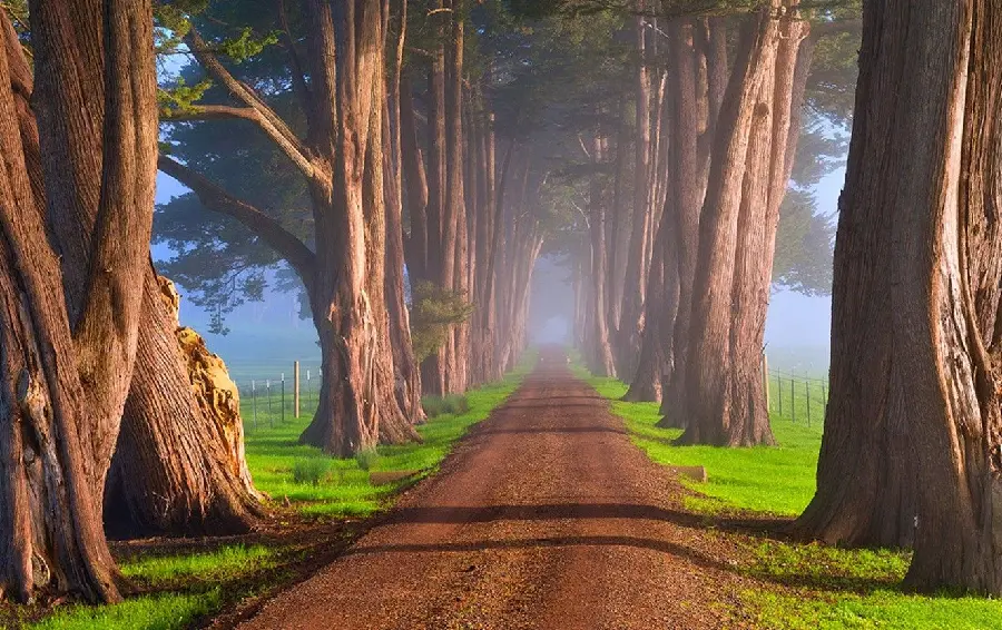 Dreamy wallpaper of a foggy war tunnel with a beautiful green theme