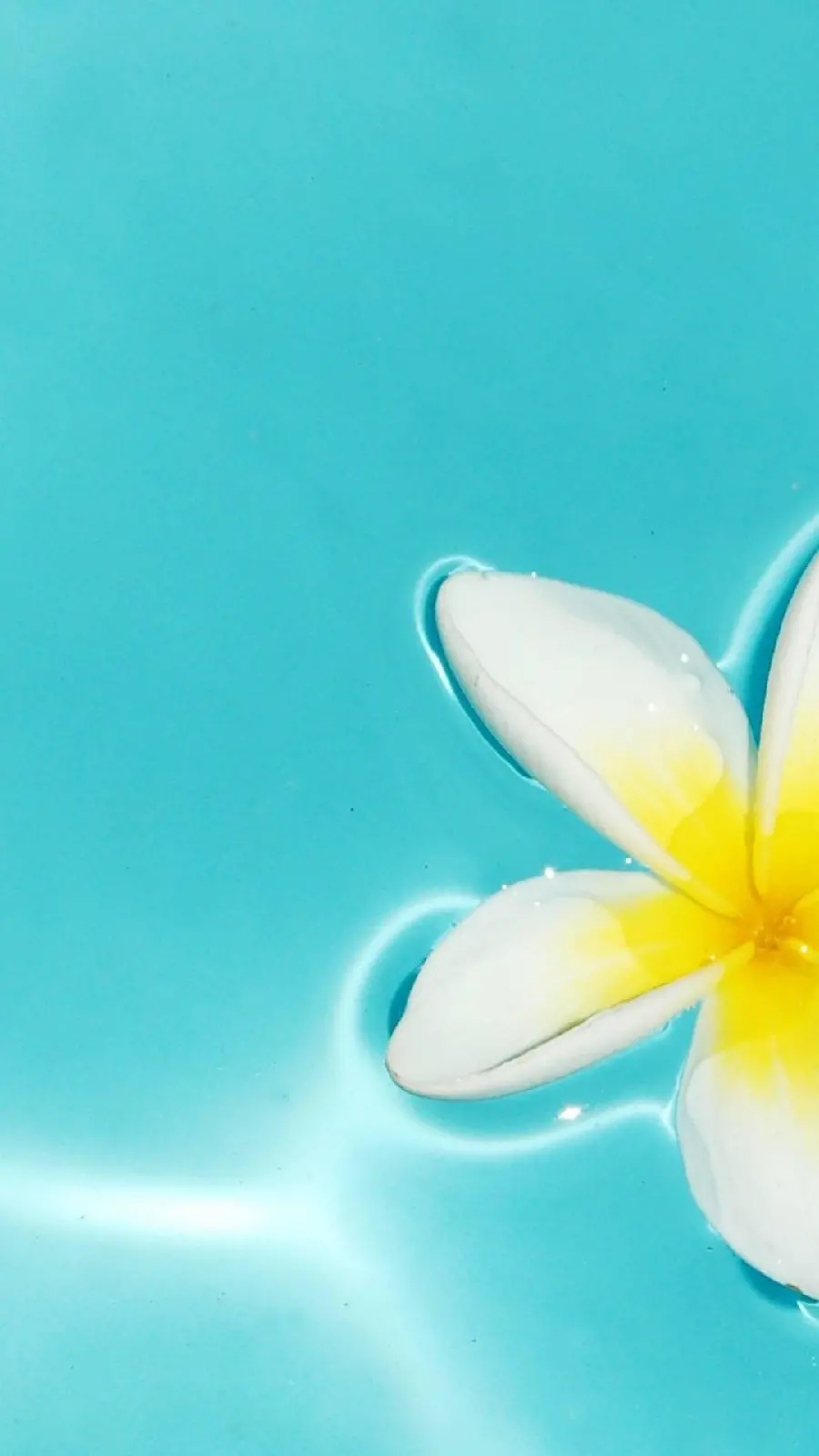 Dreamy Plumeria Flower Stock Photo with a Beautiful Blue Background