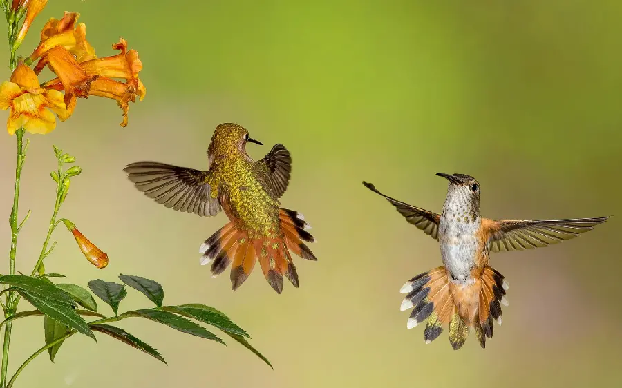 High Quality Hummingbird Stock Photo Download Hummingbird Flying Stock Image
