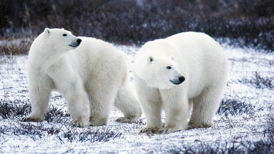 Beautiful image of two large white polar bears for iPhone background