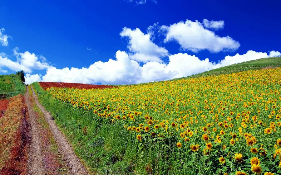 Beautiful road photo next to sunflower field in 8K quality