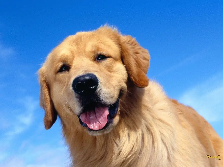 Beautiful brown furry dog ​​photo in very high quality