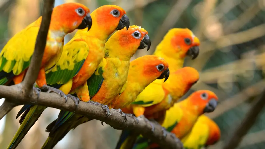 Stunning photo of colorful and playful parrots for 4k wallpaper
