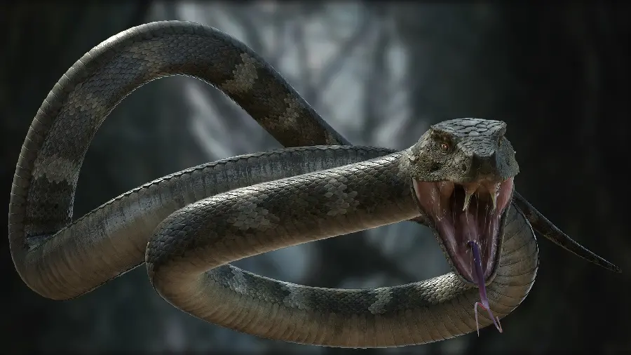 Download High Quality Snake Stock Image and Snake Quality Photo and Snake Vector