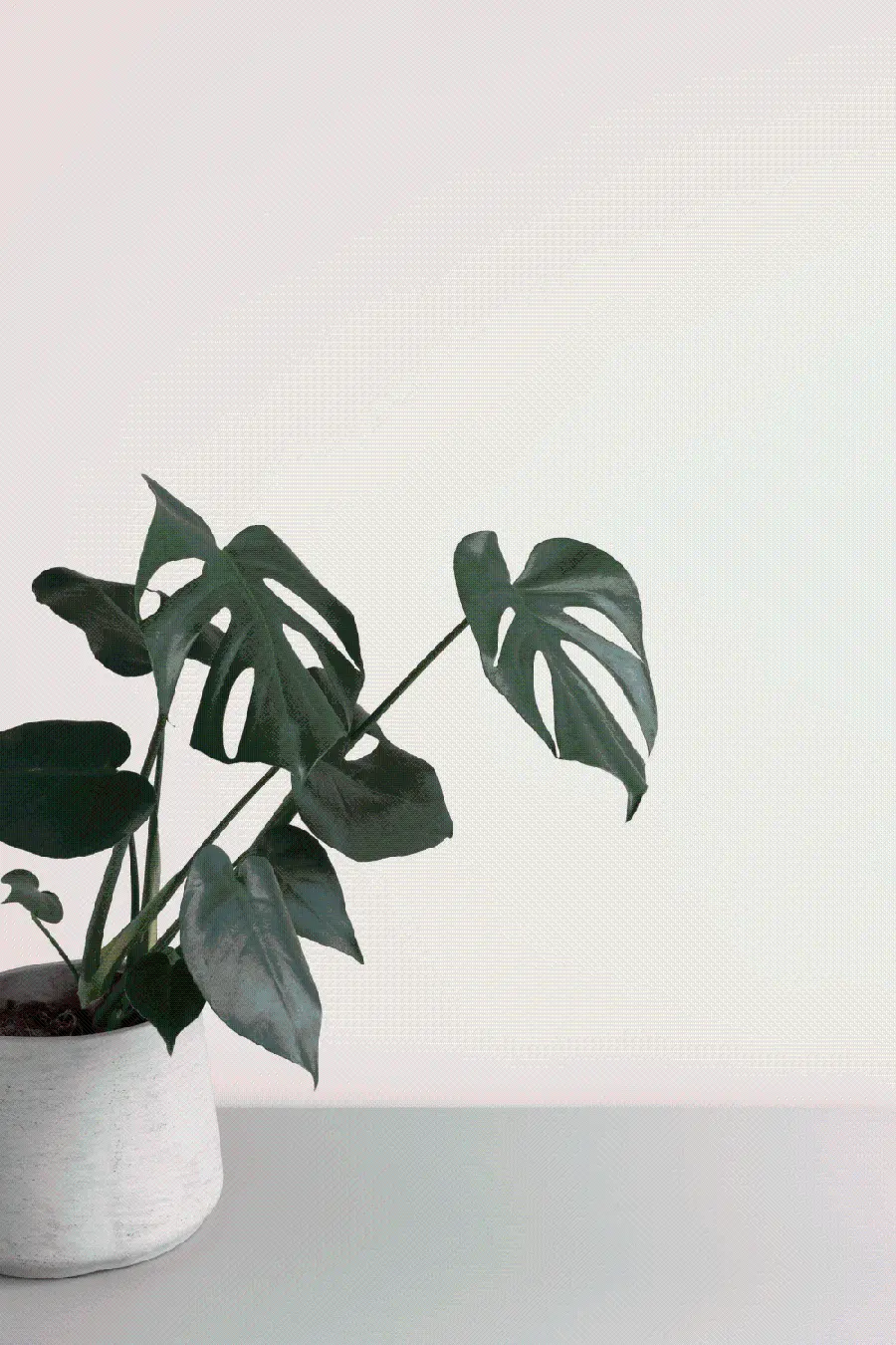Fig leaf plant wallpaper