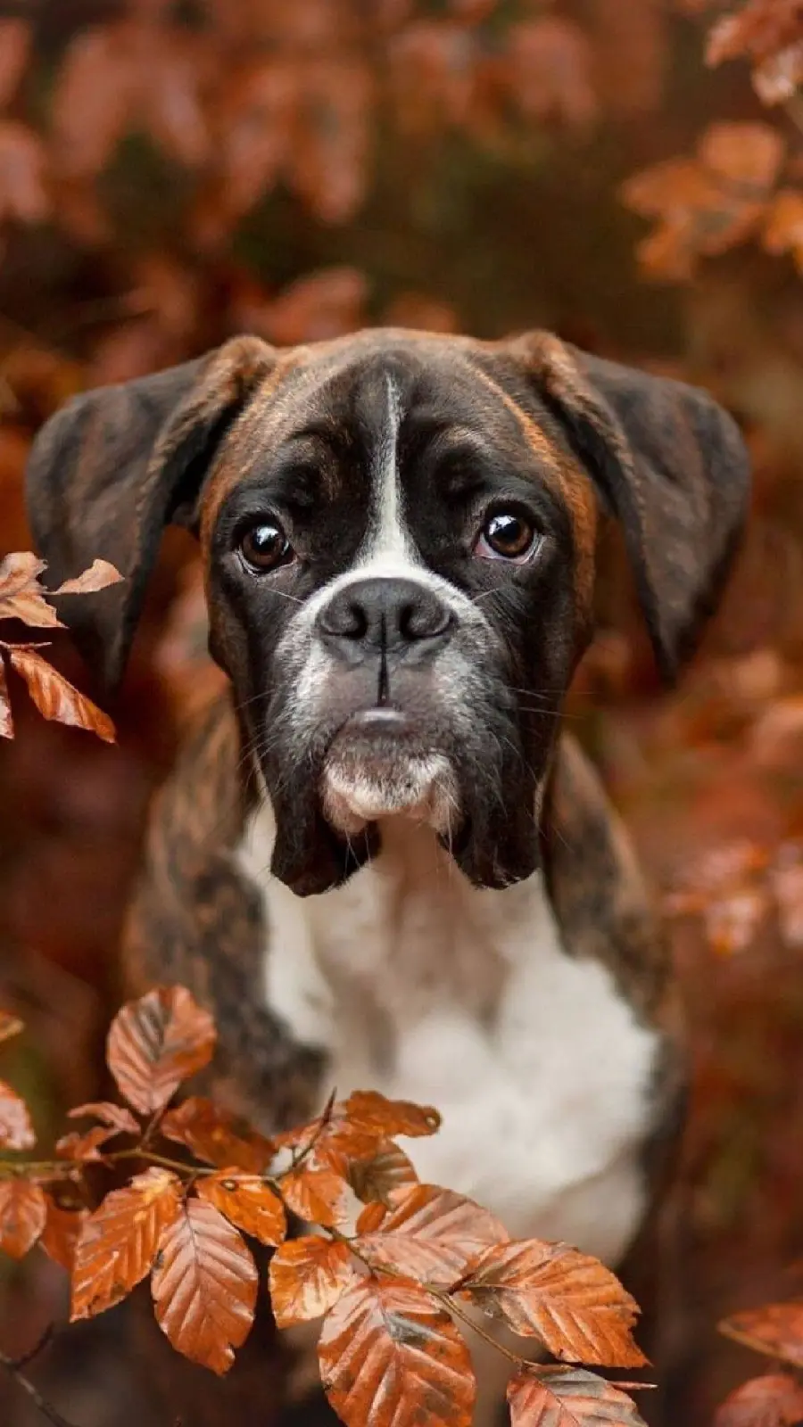 Beautiful artistic photo of cute dachshund dog in autumn nature