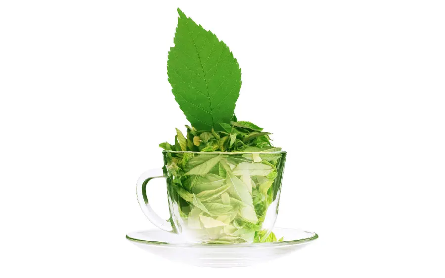 Awesome Photo of Fresh Mint Inside a Cup for a Summer Dessert