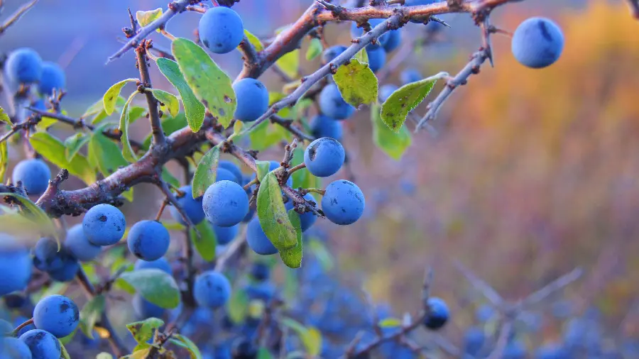 Invigorating blueberry fruit profile for WhatsApp for nature lovers